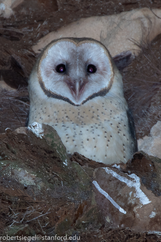 barn owl